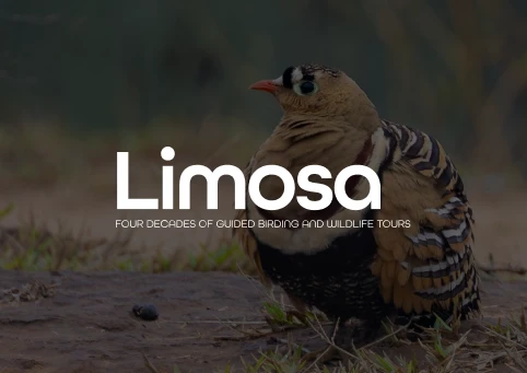 Limosa Holidays logo