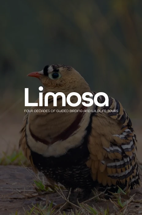 Limosa Holidays logo