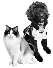 Apollo & Holly