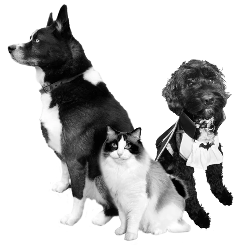 Arley, Apollo & Holly