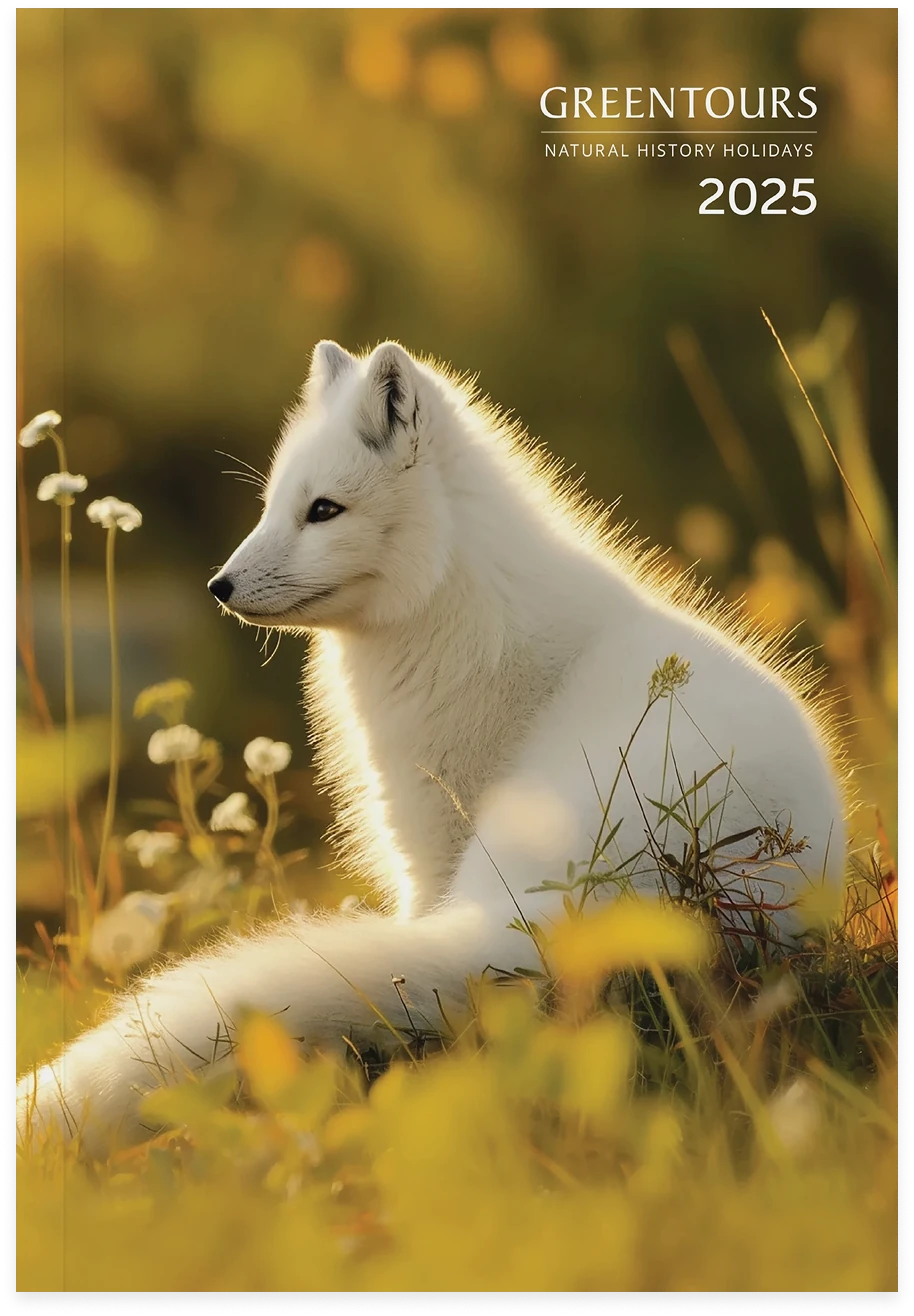 Greentours Brochure Illustration