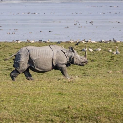 A rhinoceros grazing in open grassland.