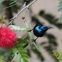 A glossy black sunbird sipping nectar from a red flower.