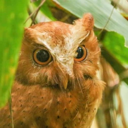 A rufous-colored owl with large golden eyes, peering from the foliage.