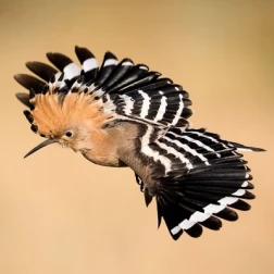A hoopoe in mid-flight, displaying its distinctive black-and-white crest and wings.