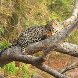 A spotted leopard resting across a tree branch in dense brush.