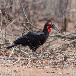 A large black bird with a red face foraging in dry scrubland.