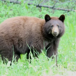 A brown bear standing alert in lush green grass.