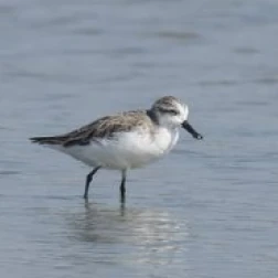 A small shorebird wading in shallow water.