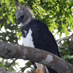 A large black-and-white raptor perched high in a tree.