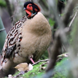 A plump, speckled bird with a bright red facial marking on a branch.