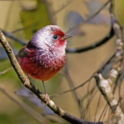 A small finch-like bird with a red head, perched among twigs.