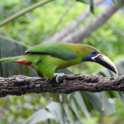 A green bird with a long, curved bill perched on a branch.