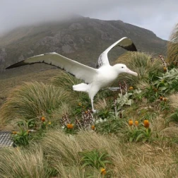 A white seabird soaring over hilly terrain.