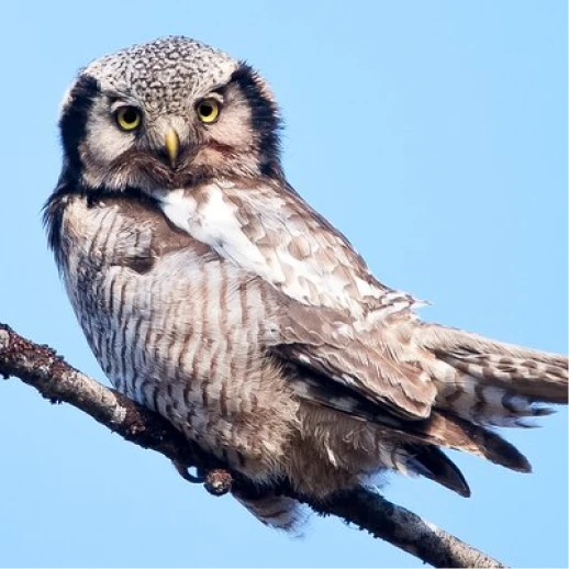 A large gray owl with striking yellow eyes, perched on a branch.