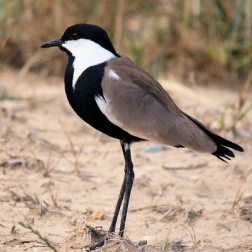 A black-and-white lapwing standing on sandy ground.