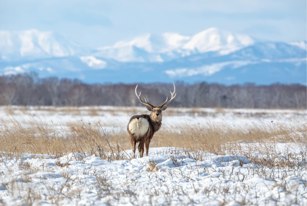 Majestic deer standing in a snow-covered field with distant mountains in the background