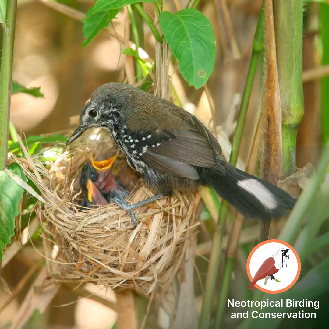 Supporting Conservation Across the Neotropics