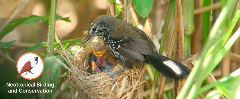 Supporting Conservation Across the Neotropics