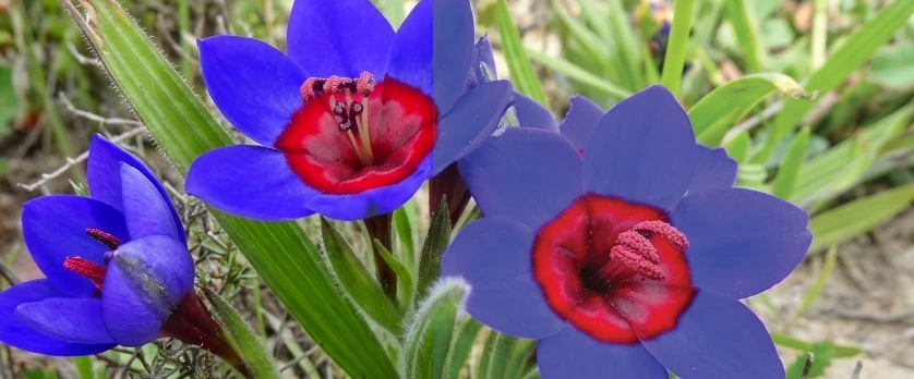 Split comparison of a blue Babiana rubrocyanea flower: the left half in vivid violet-blue as it appears in sRGB, the right half noticeably duller and greyer after conversion to CMYK.